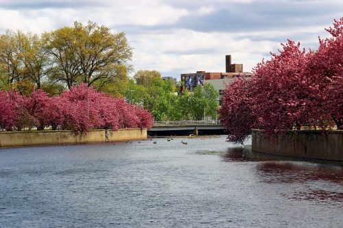A serene river scene lined with blooming pink trees, under a cloudy sky, with ducks swimming in the water.
