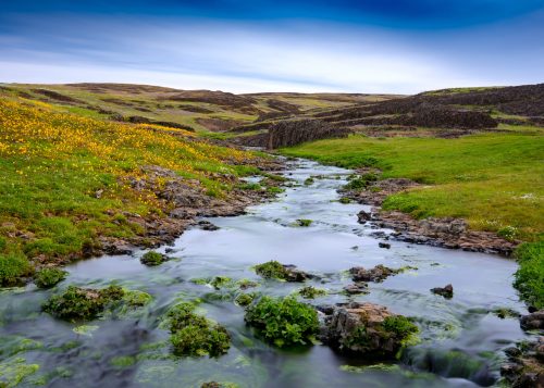A serene landscape featuring a flowing stream surrounded by lush green grass and yellow wildflowers under a blue sky.