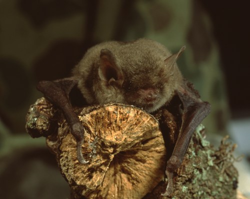 A small brown bat resting on a piece of wood, with its wings folded and eyes closed.