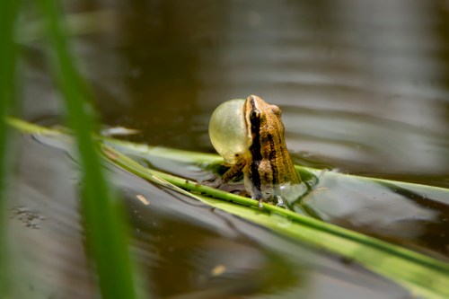 A frog sits on a leaf in water, inflating its vocal sac, surrounded by green grass and rippling water.