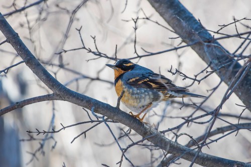 A small bird with a yellow belly and dark wings perched on a bare tree branch against a blurred background.