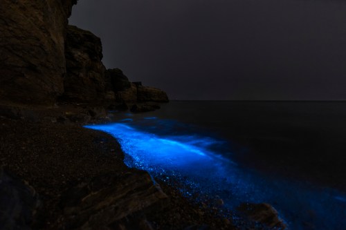 Bioluminescent waves glow blue along a rocky shoreline under a dark night sky.