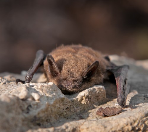 A small brown bat resting on a rocky surface, with its ears and wings partially visible.