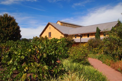 A sunny vineyard scene featuring a rustic building surrounded by lush greenery and grapevines under a blue sky.