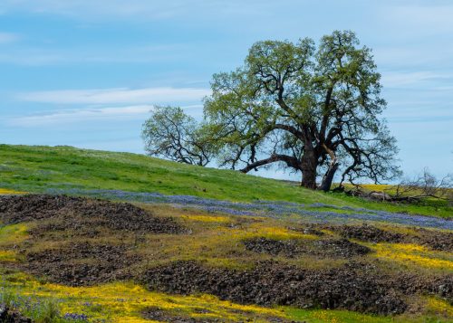 A large tree stands on a grassy hill adorned with vibrant wildflowers under a blue sky.