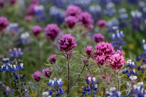A vibrant field of purple and blue wildflowers in full bloom, creating a colorful natural landscape.