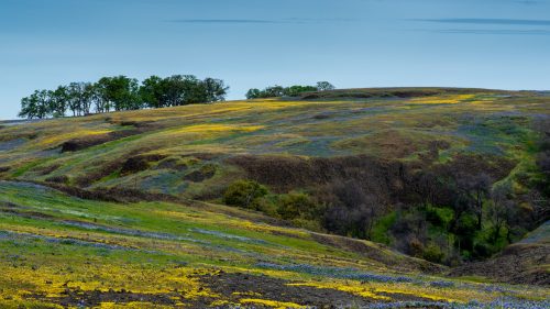 A scenic landscape featuring rolling hills covered in vibrant wildflowers and a line of trees in the background.
