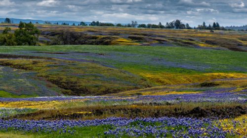 Vibrant fields of purple and yellow wildflowers stretch across rolling hills under a cloudy sky.