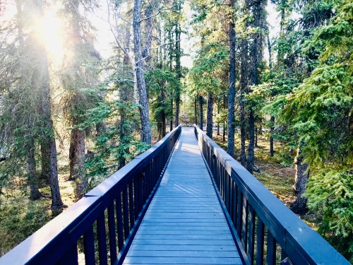 A wooden bridge leads through a sunlit forest, surrounded by tall trees and lush greenery.