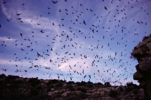 A flock of birds fills the sky above rocky terrain, with a backdrop of clouds and a twilight hue.
