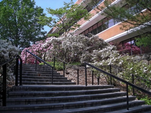 A stone staircase leads up through blooming azaleas and greenery to a modern building on a sunny day.