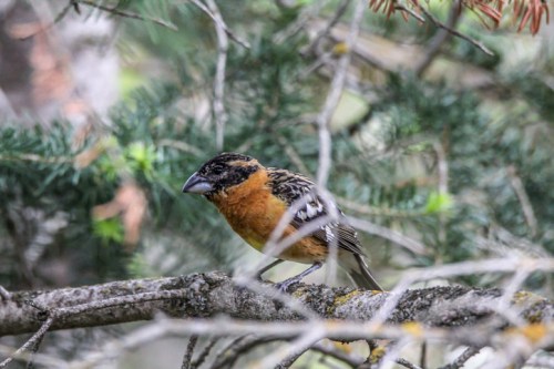 A small bird with an orange chest and dark head perched on a branch among green foliage.