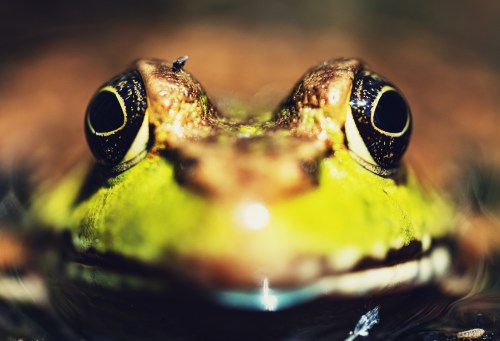 Close-up of a green frog's face, showcasing its large eyes and smooth skin, with a blurred background.
