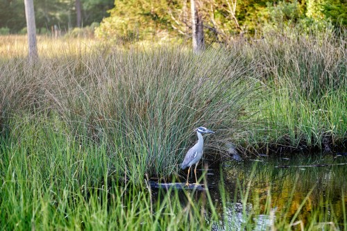 A heron stands near a pond surrounded by tall grass and trees in a serene natural setting.
