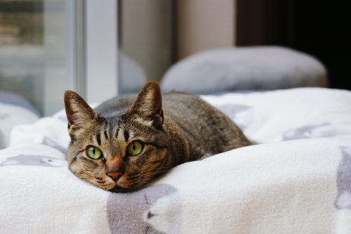 A relaxed tabby cat with green eyes lying on a soft blanket near a window.