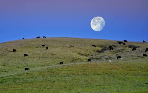 Cows grazing on rolling green hills under a large, bright full moon in a clear blue sky.