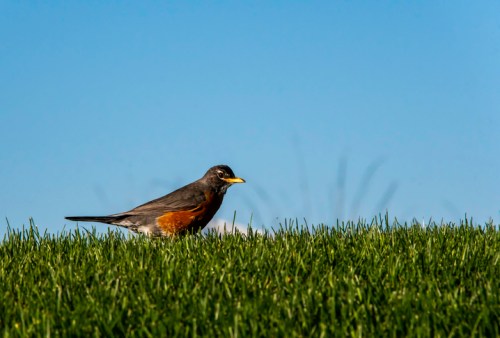 A robin stands on green grass against a clear blue sky, showcasing its orange and gray feathers.