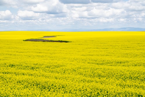 A vast field of bright yellow flowers under a cloudy sky, with a dark patch of land cutting through the vibrant landscape.