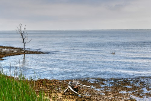 A calm shoreline with a lone tree, gentle waves, and a duck swimming in the water under a cloudy sky.