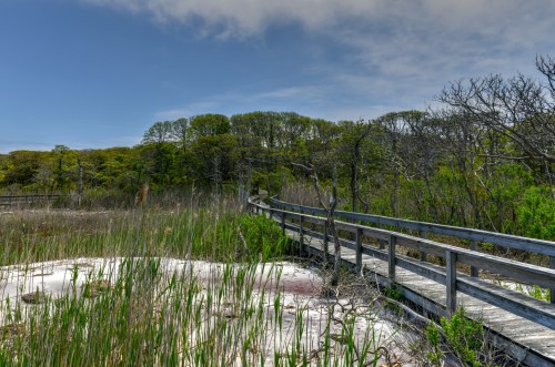 A wooden boardwalk winds through lush greenery and marshland under a blue sky with scattered clouds.