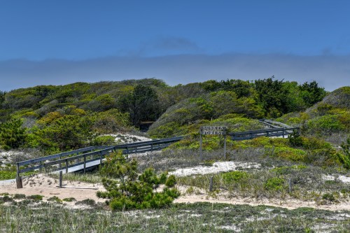 A wooden walkway leads through lush greenery to a sign that reads "Sunset Forest" under a clear blue sky.