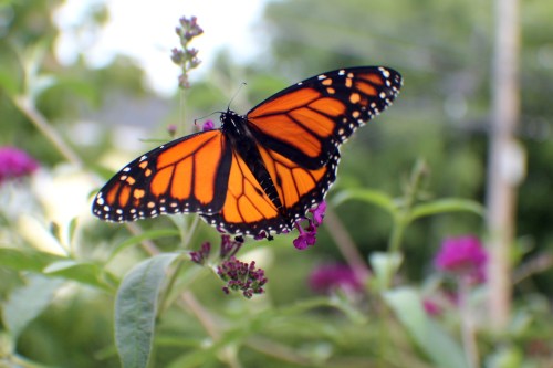 A vibrant monarch butterfly with orange and black wings perched on purple flowers against a blurred green background.