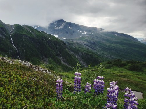 A scenic mountain landscape with purple flowers in the foreground and a cloudy sky above.