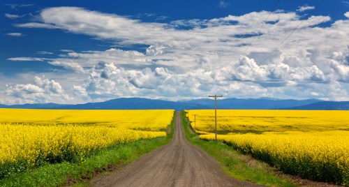 A dirt road stretches through vibrant yellow fields under a blue sky with fluffy clouds and distant mountains.