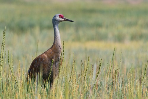 A sandhill crane stands gracefully in a grassy field, showcasing its tall stature and distinctive red crown.