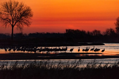 Silhouetted cranes stand by a river at sunset, with vibrant orange and purple skies and a lone tree in the background.