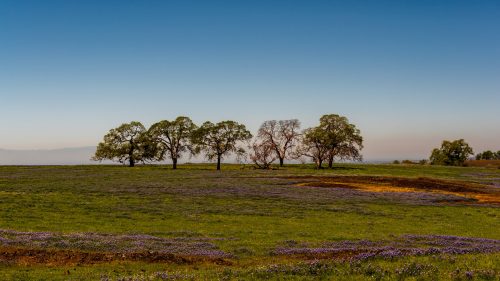 A serene landscape featuring five trees on a grassy field adorned with purple wildflowers under a clear blue sky.