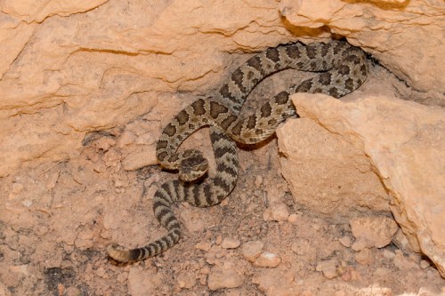 A patterned snake coiled among rocks and dirt, blending into its natural environment.