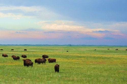 A herd of bison grazes in a lush green field under a cloudy sky with soft pastel colors at sunset.