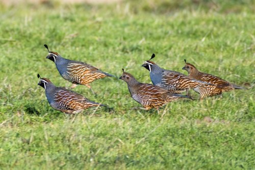 Five quails with distinctive markings walking across a green grassy field.