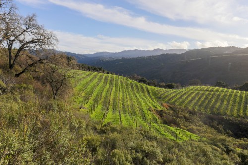 Lush green vineyard rows stretch across rolling hills under a blue sky with scattered clouds.