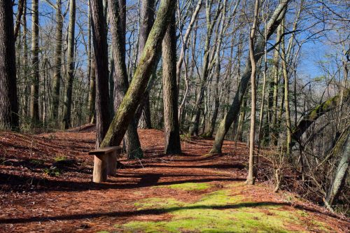 A serene forest path lined with tall trees and a wooden bench, surrounded by moss and fallen leaves.