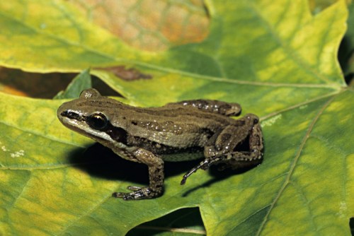 A brown frog with dark stripes sits on large green leaves in a natural setting.