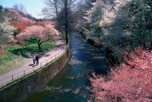 A serene park scene with blooming cherry trees along a winding river, where two people stroll on a path.
