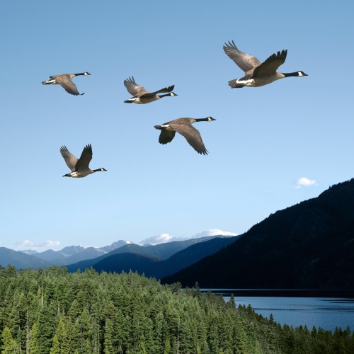 A flock of geese flying over a lush forest and a serene lake, with mountains in the background under a clear blue sky.