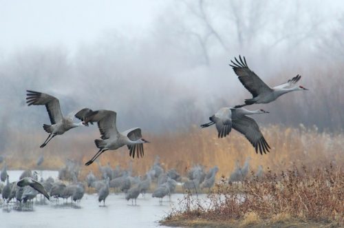 A flock of cranes flying over a misty wetland, with more cranes gathered on the ground.