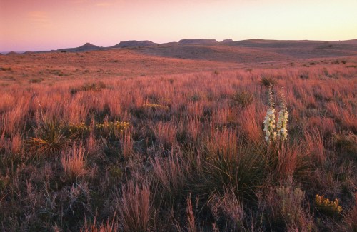 A serene landscape at sunset, featuring rolling hills and tall grasses with a few wildflowers in the foreground.