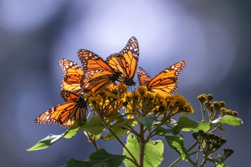 A cluster of vibrant monarch butterflies perched on yellow flowers, with a soft, blurred background.