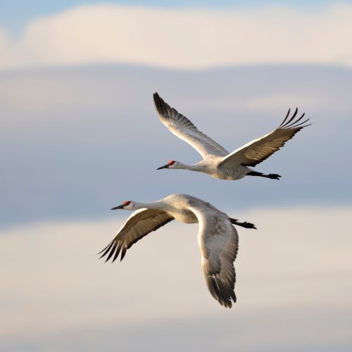Two cranes flying gracefully against a soft, cloudy sky.