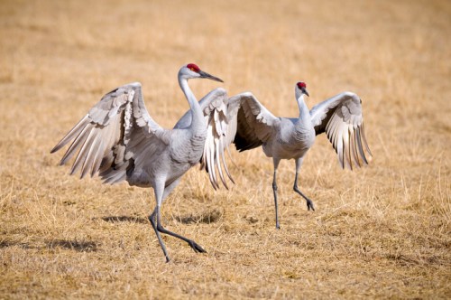 Two sandhill cranes with outstretched wings walking across a dry, golden field.