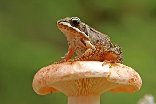 A frog perched on top of a mushroom, surrounded by a blurred green background.