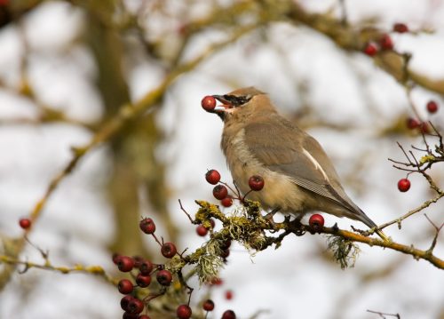 A bird perched on a branch, holding a red berry in its beak, surrounded by clusters of berries.