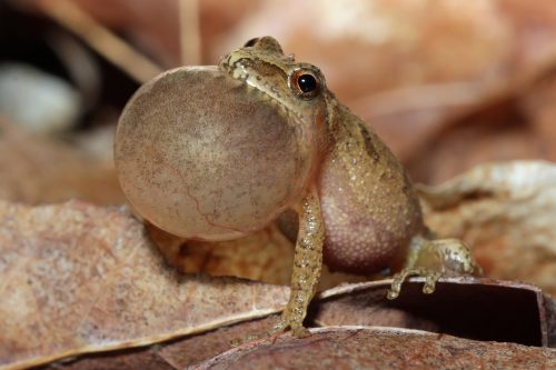 A close-up of a frog with a large vocal sac, sitting on dry leaves in a natural setting.
