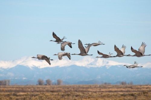 A flock of cranes flying over a landscape with snow-capped mountains in the background.