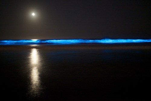 A moonlit beach at night with glowing blue waves and a reflective shoreline under a starry sky.