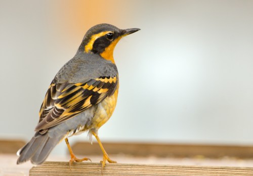 A colorful bird with a gray body and bright orange-yellow markings, perched on a wooden surface.